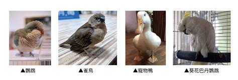 可以養的鳥|【鳥寶阿囉哈】第一次養鳥就上手，新手鳥爸媽別慌。